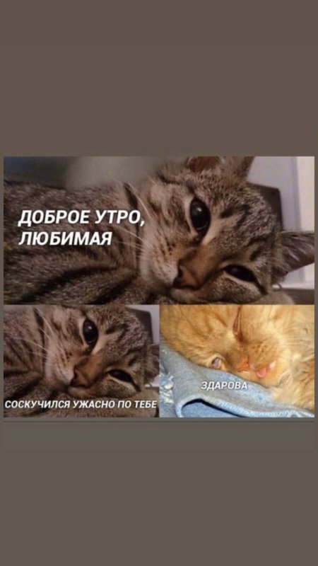 Пикчи с котиками доброе утро