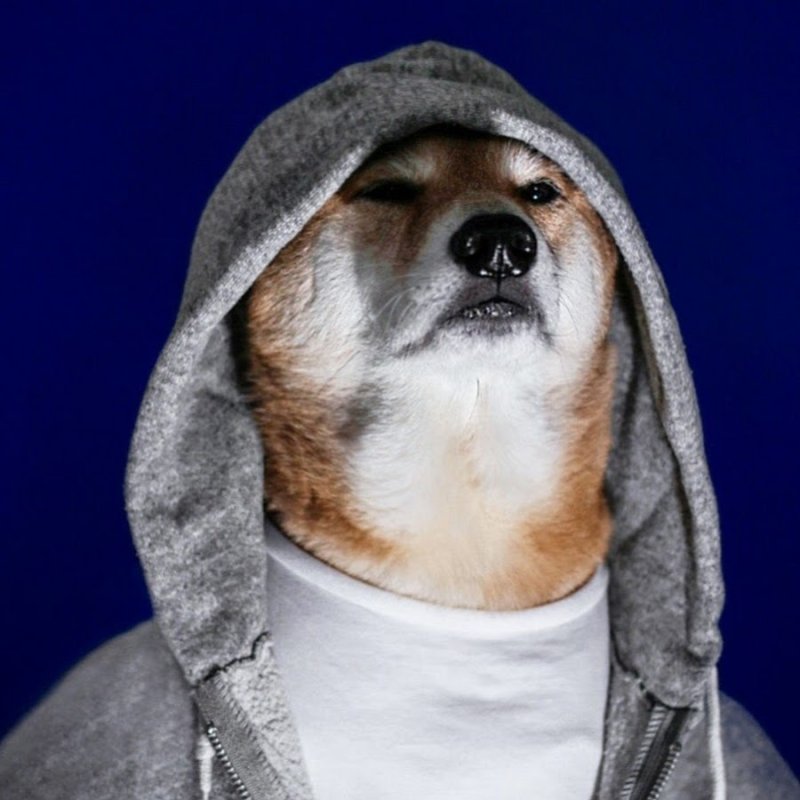 Собачка в капюшоне