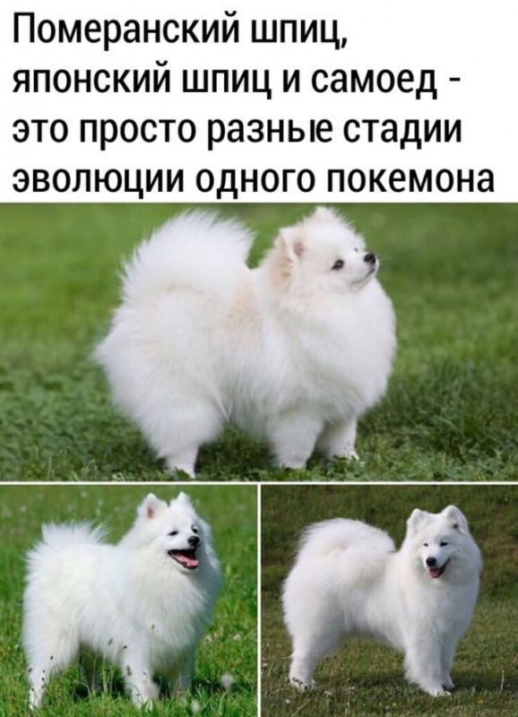 Японский померанский шпиц