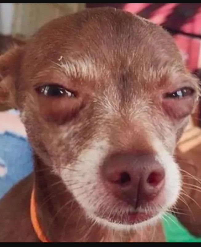 Подозревающая собака