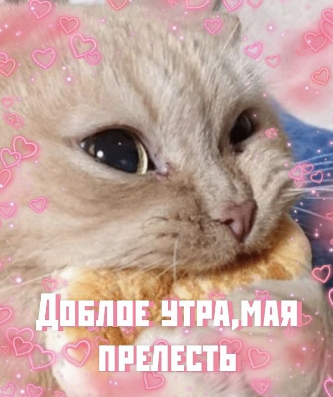 Милый котик с булкой