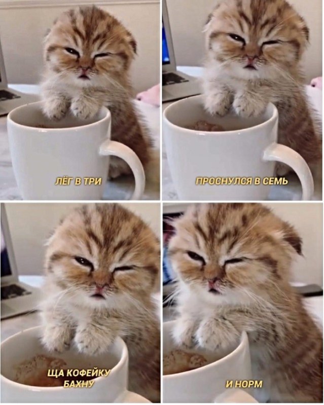 Доброе утро котик