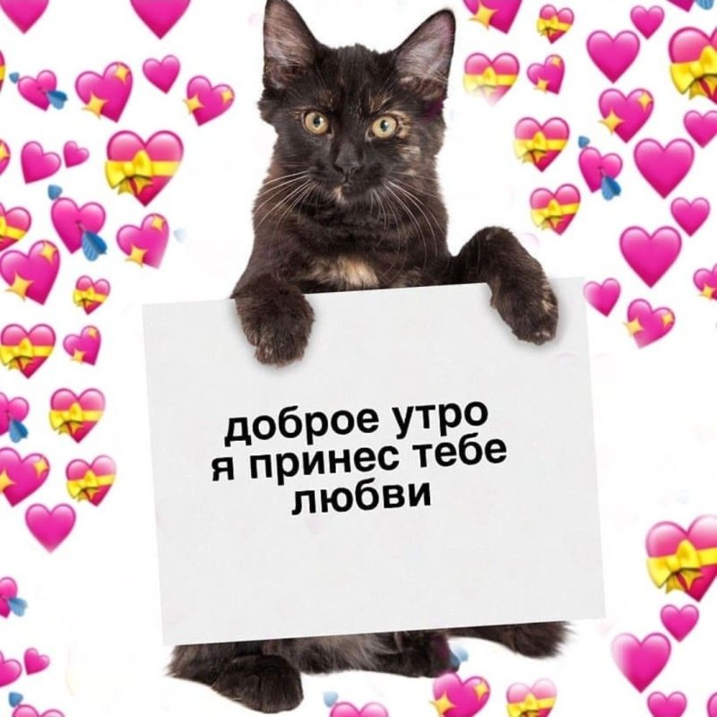 Пикчи с милыми котиками доброе утро