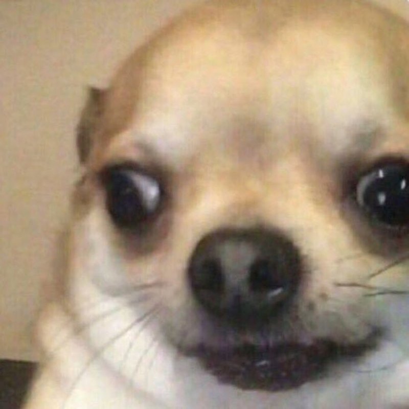 Собака поперхнулась