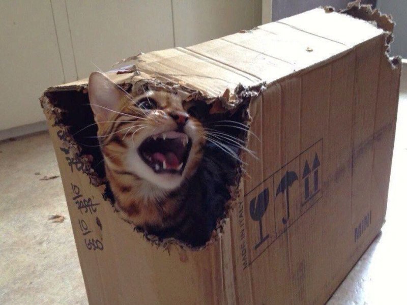 Смешной кот в коробке