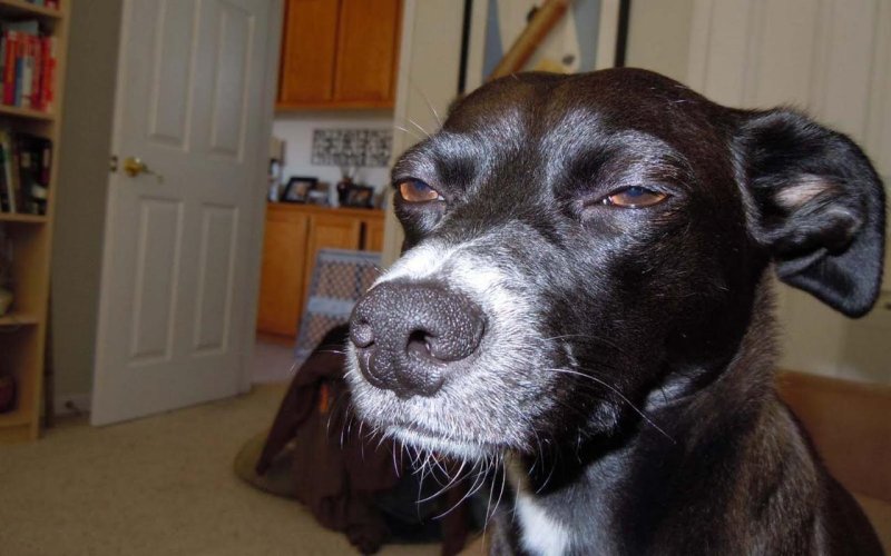 Собака подозревака мэм