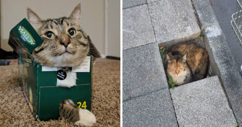 Коты в коробках Мем