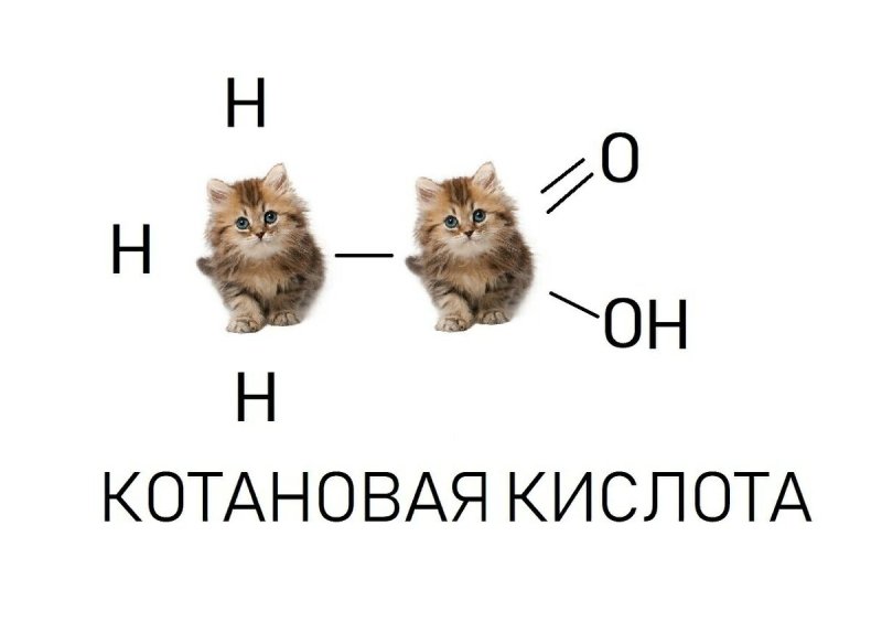 Кот Мем