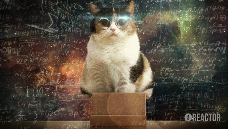 Кот физик