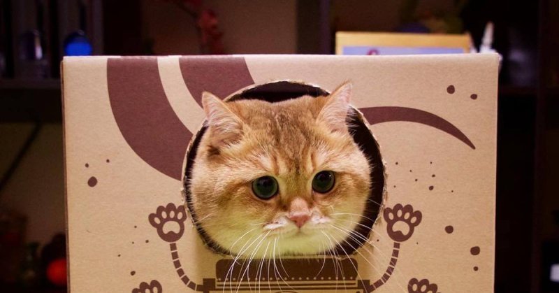 Кот в коробке на аву