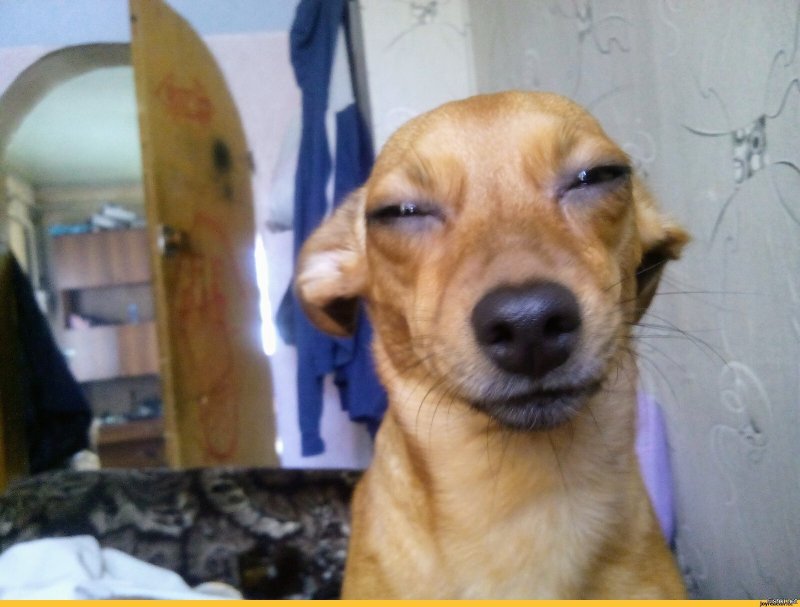 Левретка подозревака