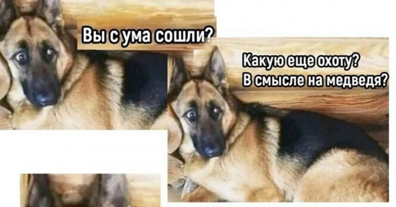 Мемы про охотничьих собак
