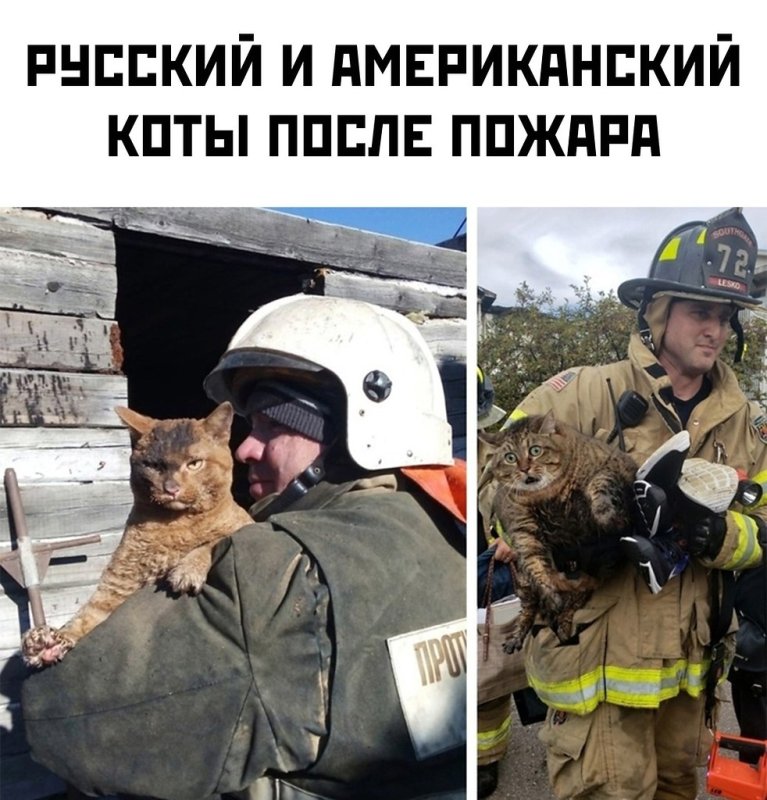 Американский кот и русский кот после пожара