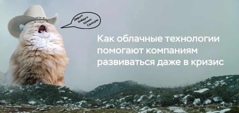 Орущий кот в шляпе в горах