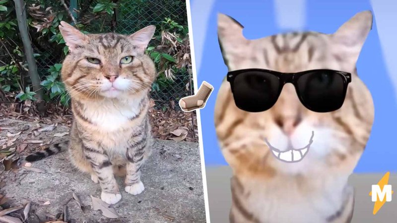 Популярные коты