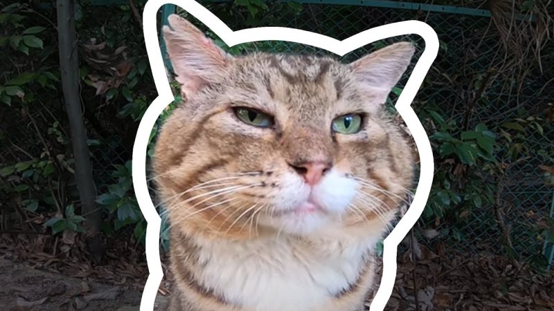 Шокированный кот