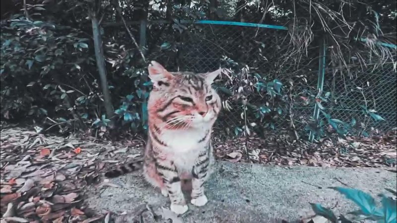 Кот носок хорошее качество