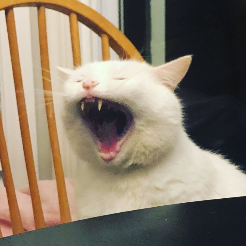 Орущий кот Мем