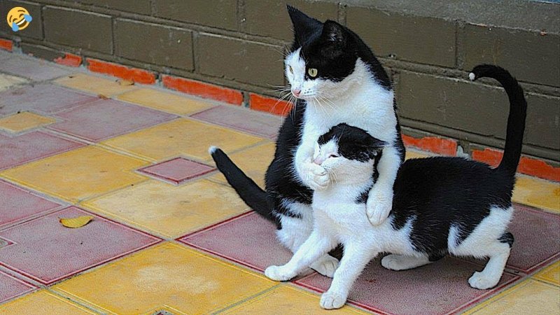 Кошки занимаются