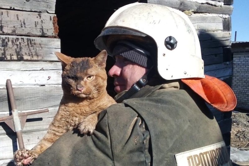 Кот пожарник спас
