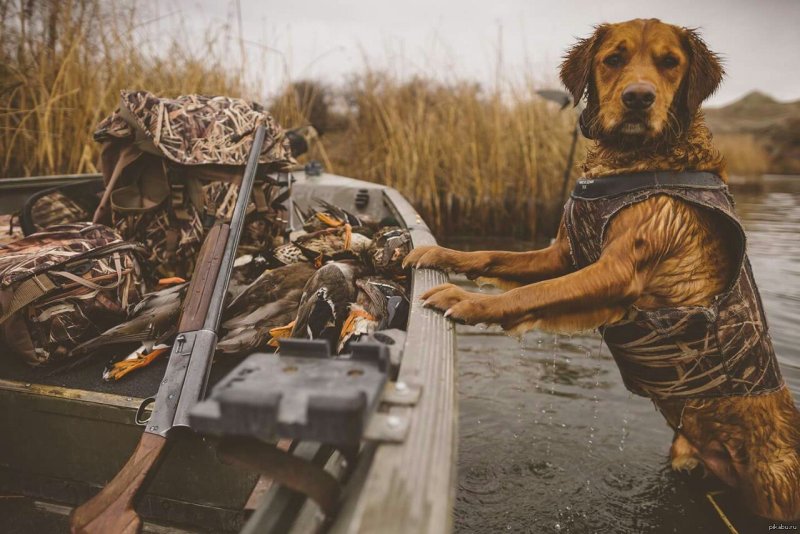 Охота на уток прикол