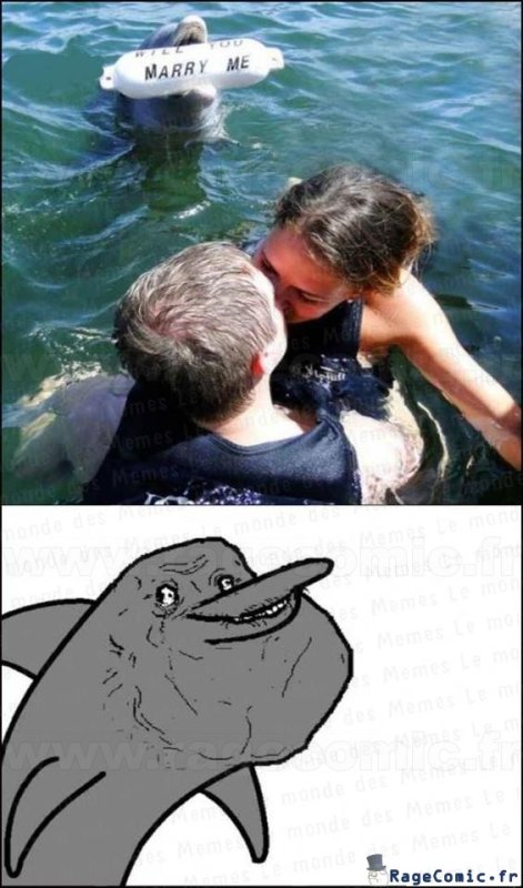 Мемы про дельфинов