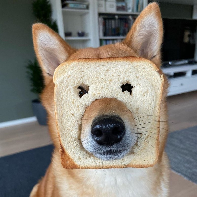 Лицо собаки