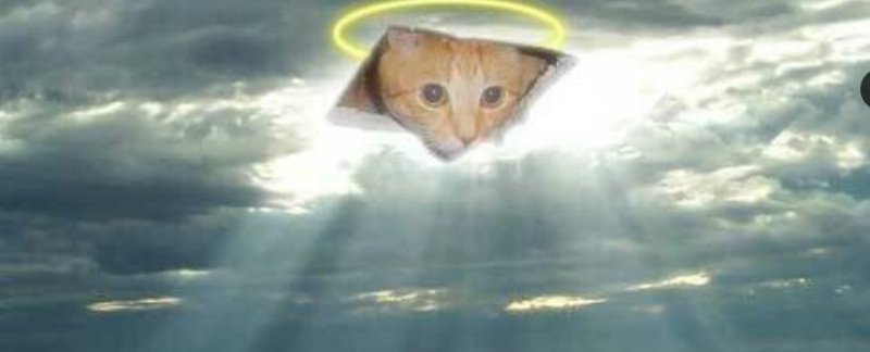 Котик в небе