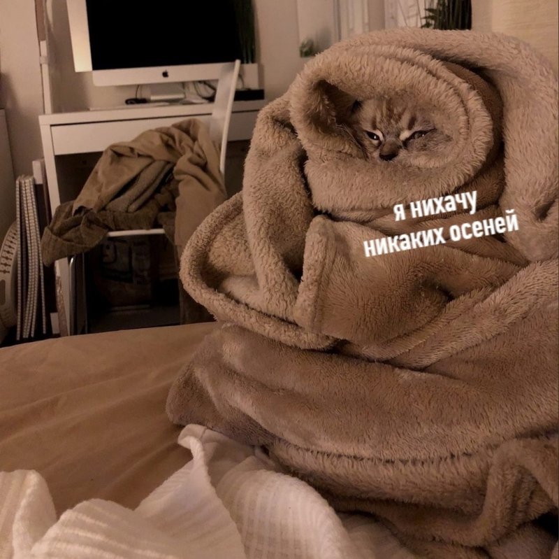 Кот в одеяле