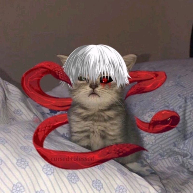 ZXCURSED кот гуль