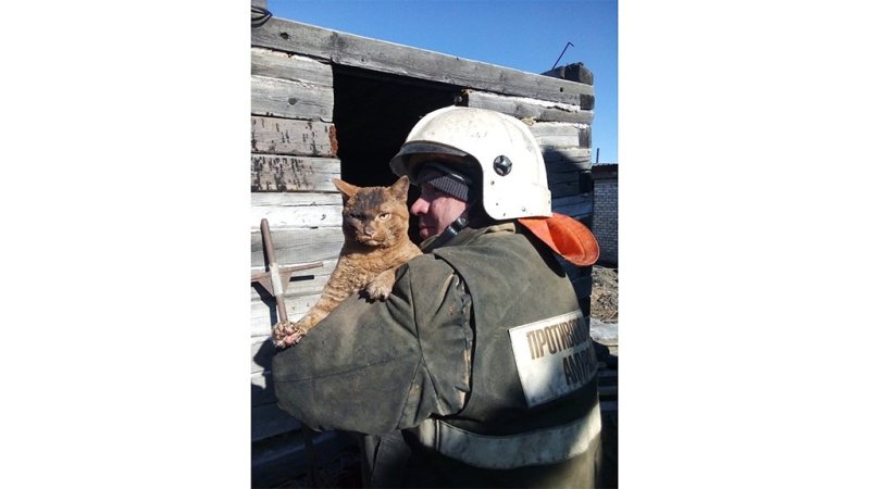 Вынес кота из пожара