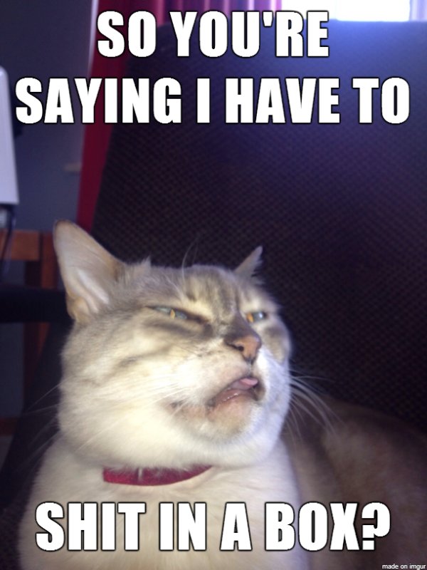 Котик отвращение Мем