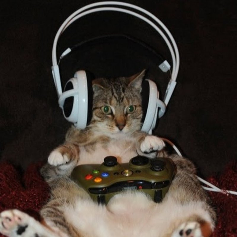 Кот геймер