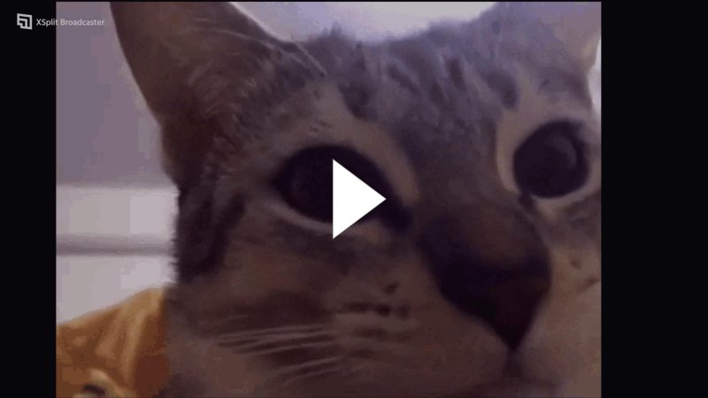 Гифка кот чавкает