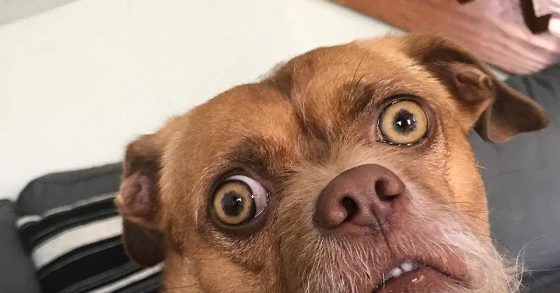 Смешной взгляд собаки