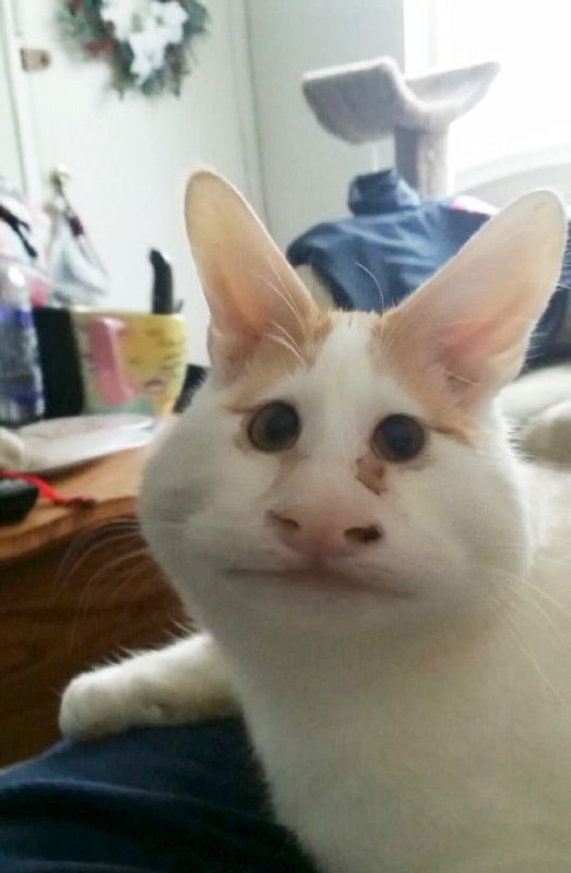 Кот с кривым лицом