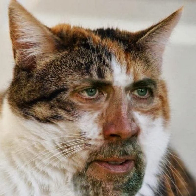 Николас Кейдж кот Мем