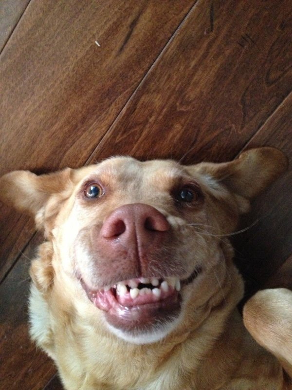 Смешные собаки