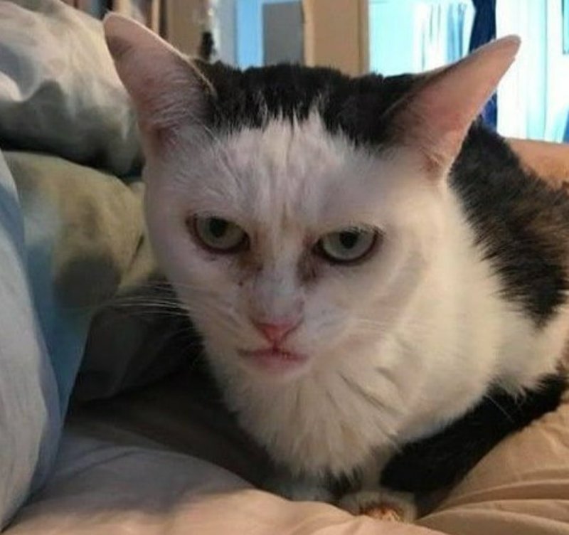 Серьезный кот