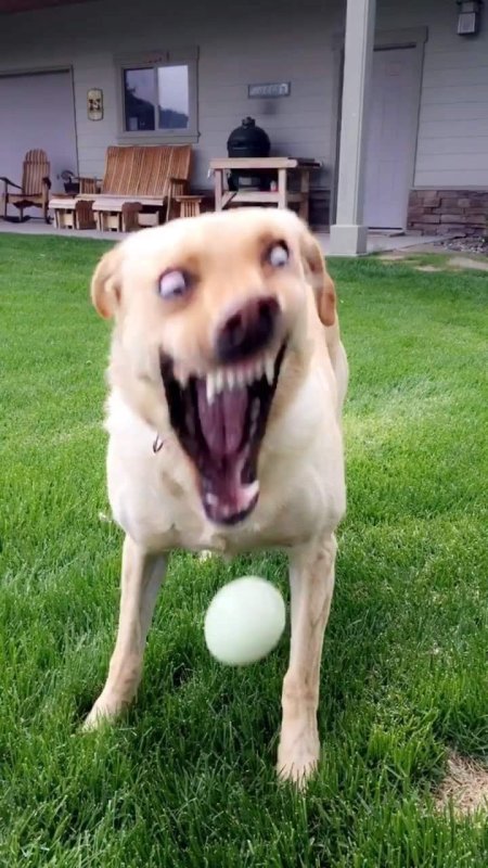 Смешные собаки