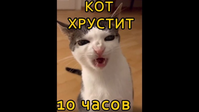 Кот хрустит Мем
