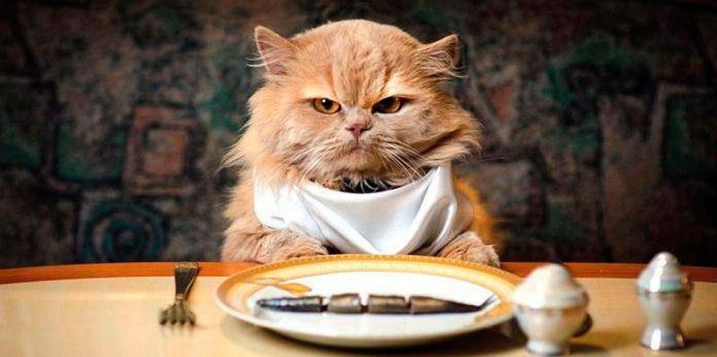 Котик с едой