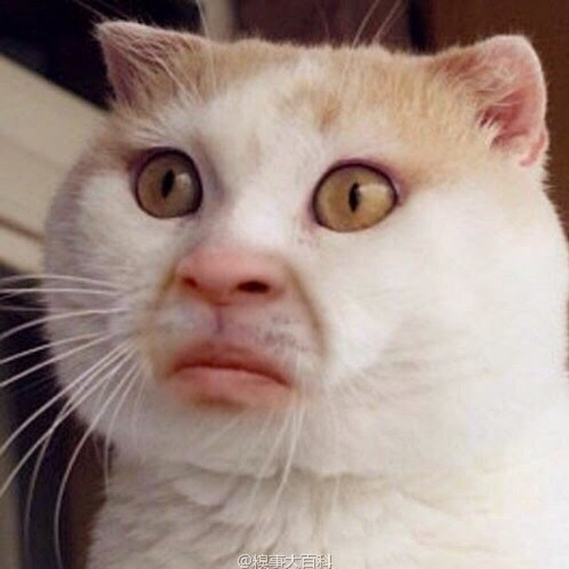 УГАРНЫЙ кот с человеческими зубами