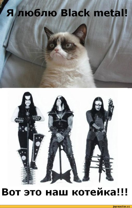 Котик Металлист