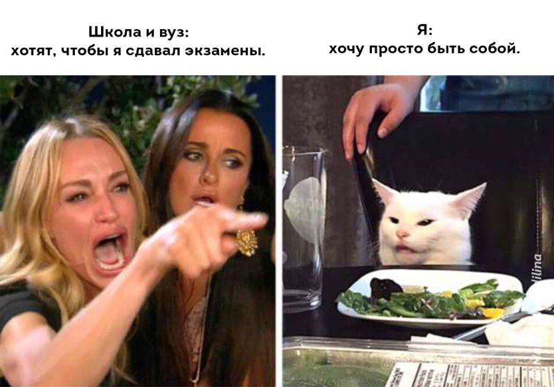 Кот из мема с девушками