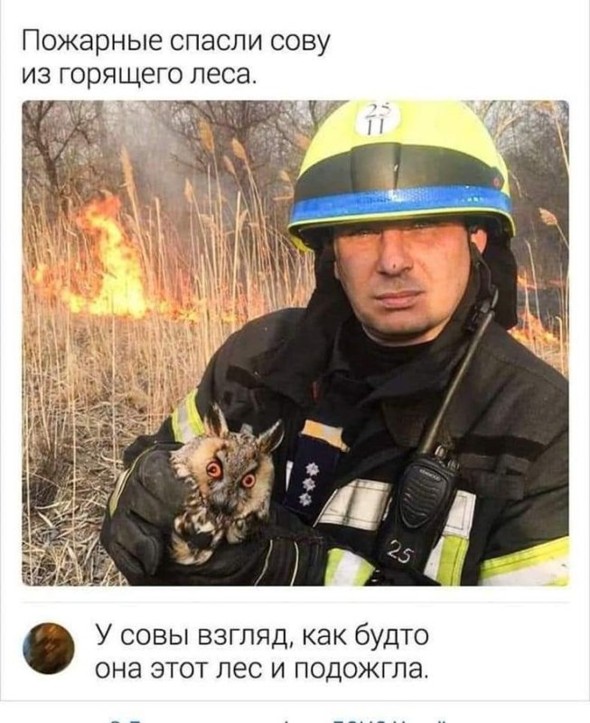 Спасли сову из пожара Мем