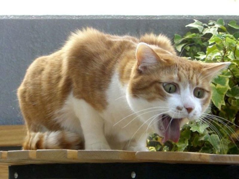 Кота тошнит