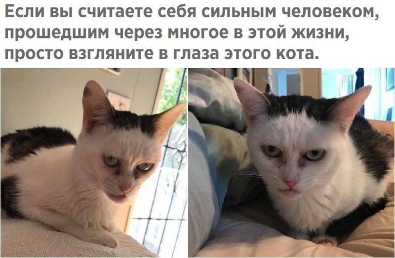 Животные с синяками под глазами