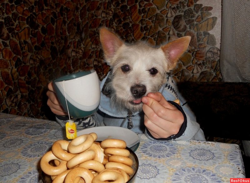 Собака с бубликом прикол