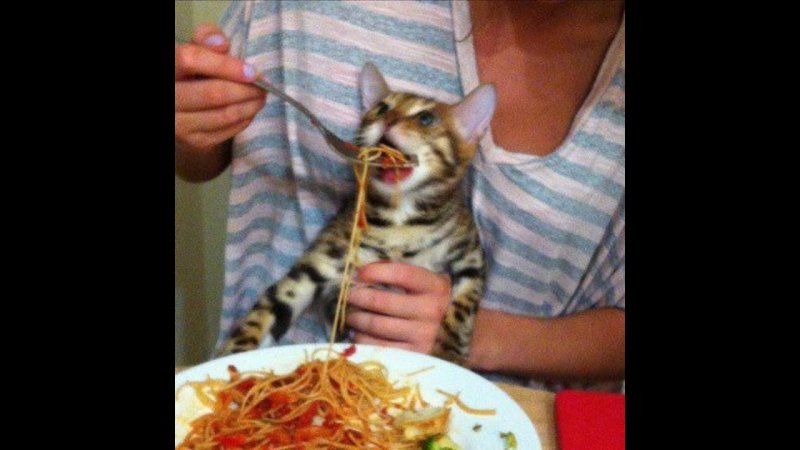 Кота кормят спагетти